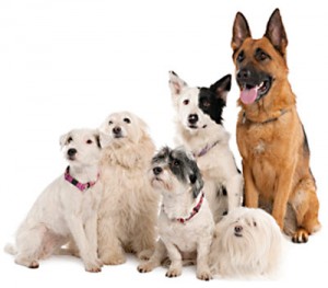 best-dog-breeds-dog-group
